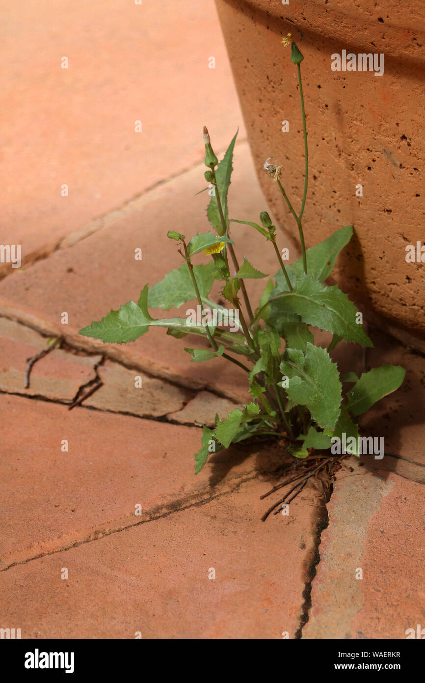 Flower crack pavement hires stock photography and images Alamy