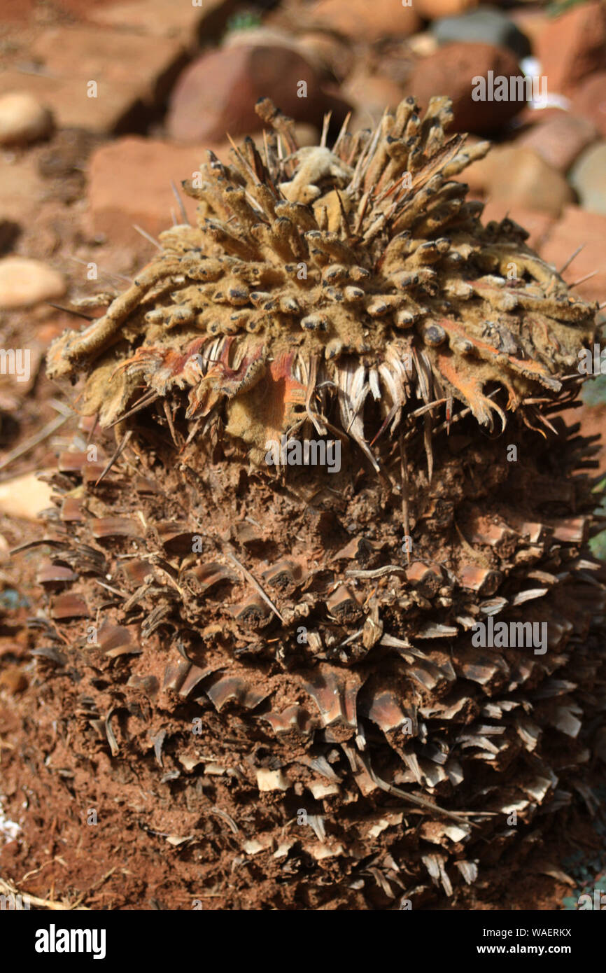 Dead stump of a Cycad plant, South Africa Stock Photo