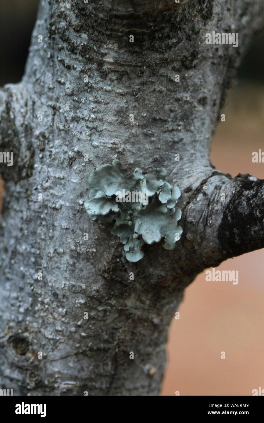 Close up of lichen on tree trunk, South Africa Stock Photo