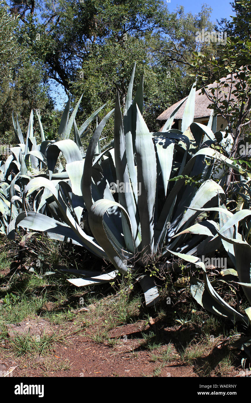 Agave tree hires stock photography and images Alamy