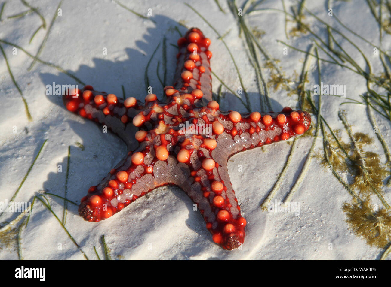 African red knob Starfish, Zanzibar, Tanzania, Stock Photo