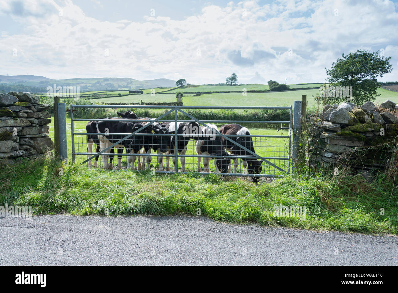 Friesian Cows Black And White High Resolution Stock Photography and ...