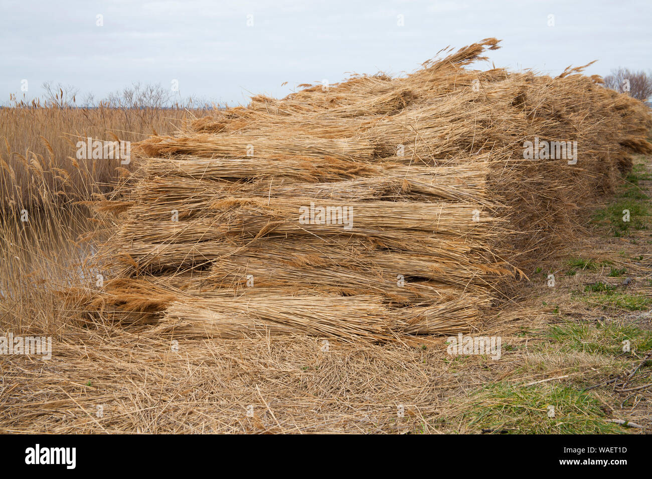 Etang de charnier hi-res stock photography and images - Alamy