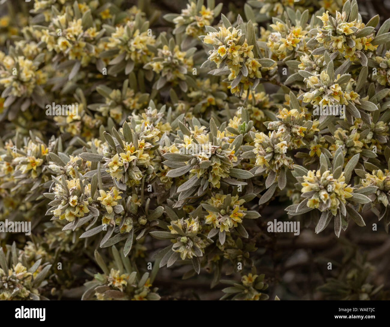 A shrubby member of the Daphne family, Thymelaea tartonraira ssp argentea  in West Crete. Stock Photo