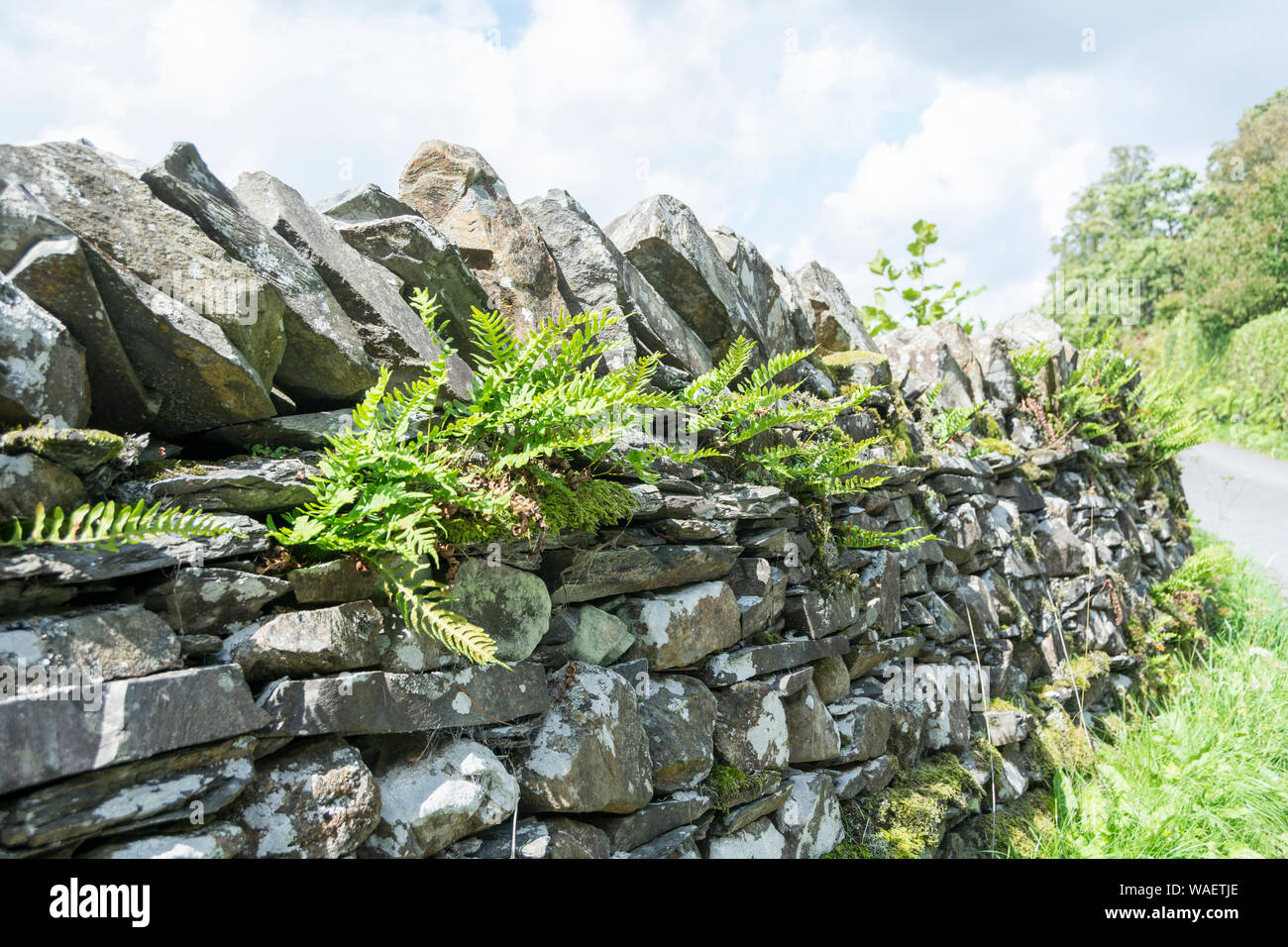 Fern growing on Lakeland Dry Stone Walling, Cumbria, UK Stock Photo