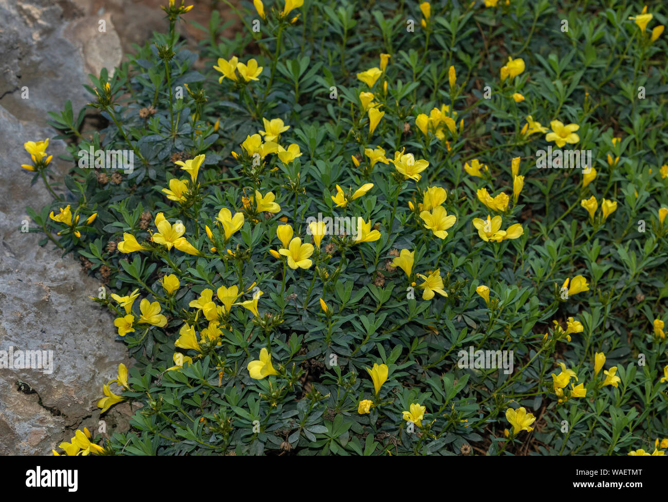 Shrubby Flax, Linum arboreum, on the cliffs of the Imbros Gorge, West Crete. Stock Photo