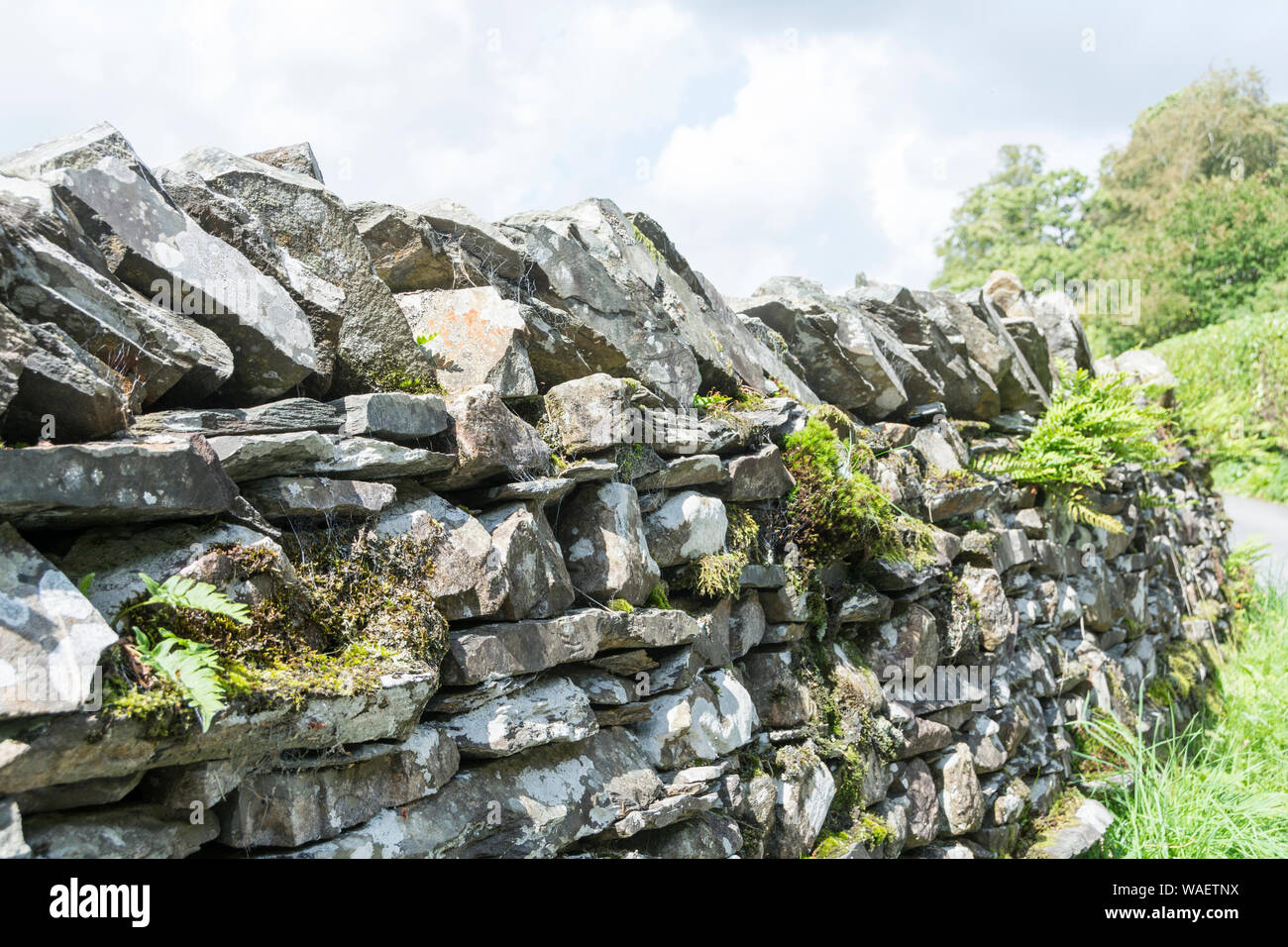 Fern growing on Lakeland Dry Stone Walling, Cumbria, UK Stock Photo