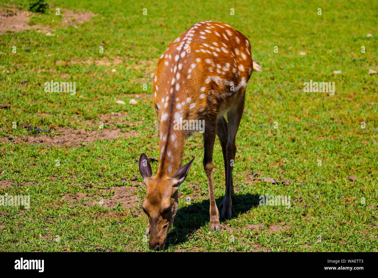 Spotted young deer walks through the meadow Stock Photo