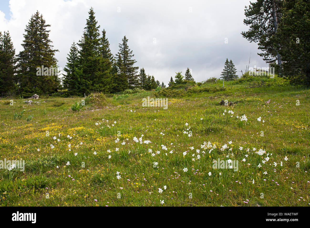 Poet's narcissus Narcissus poeticus with Norway spruce Picea abies beyond Hauts Plateaux Reserve Vercors Regional Natural Park France Stock Photo