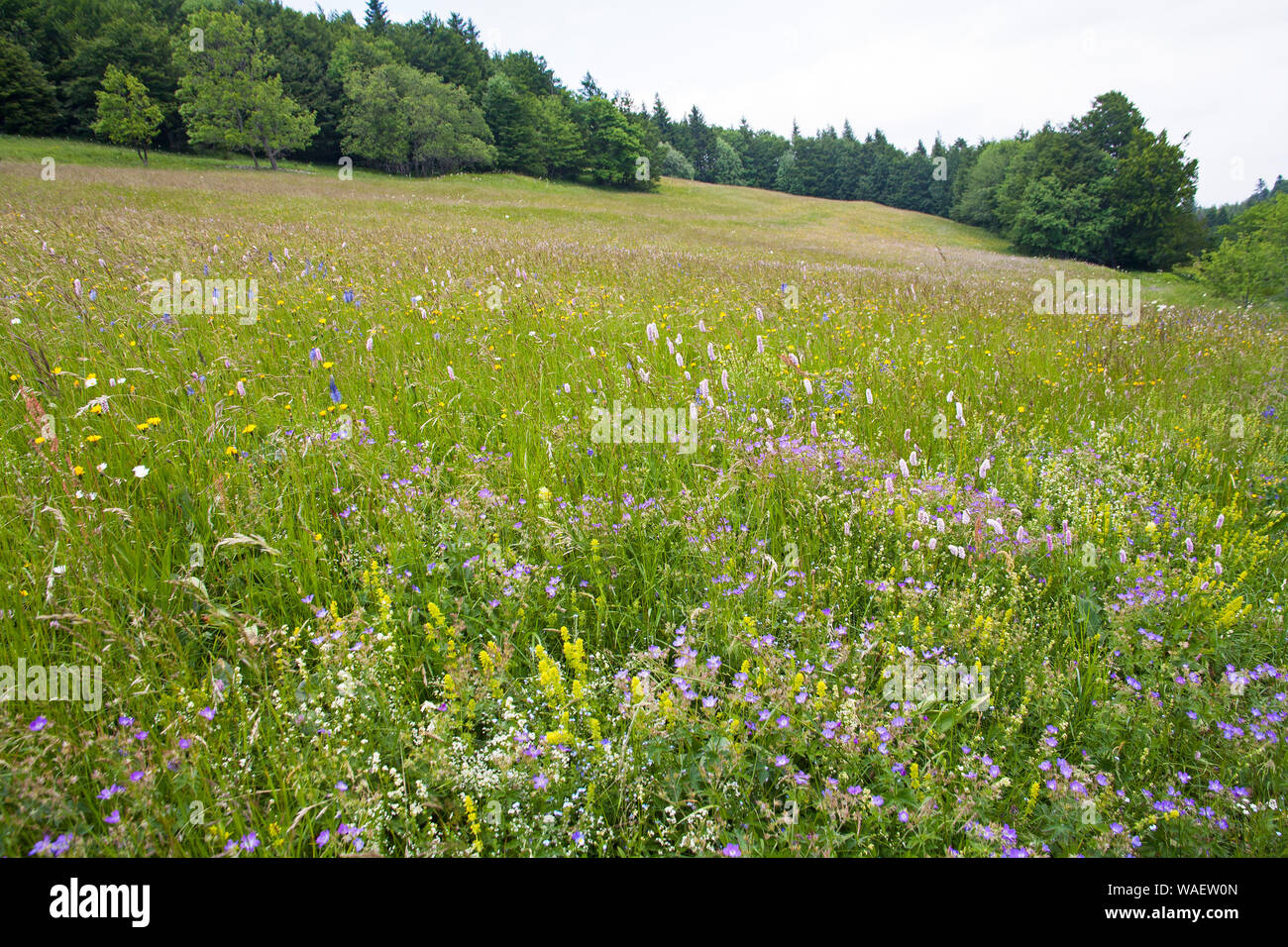 Wild flower meadow Col du Vassieux Vercors Regional Natural Park Vercors France Stock Photo