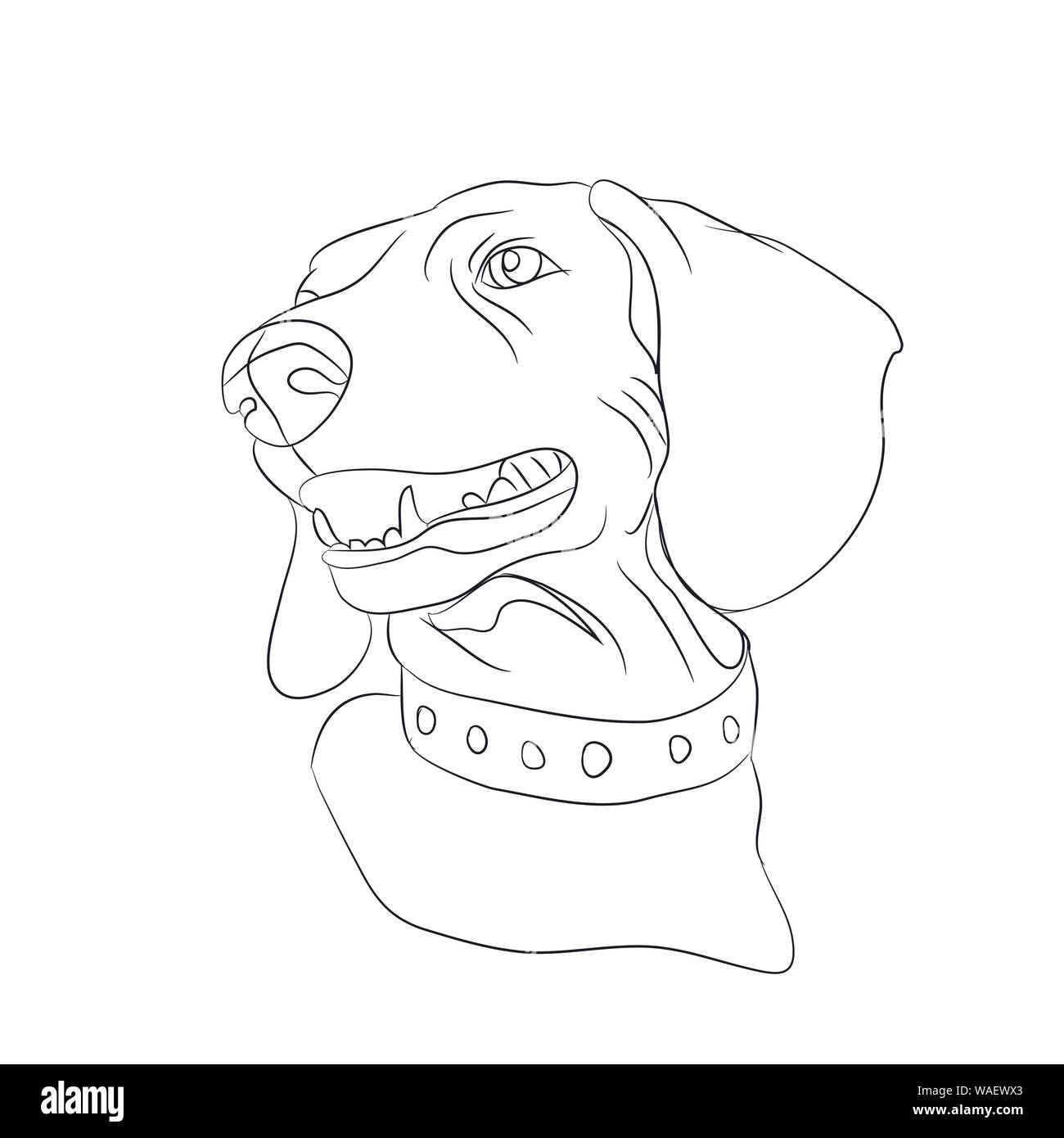 portrait of a dog dachshund line vector white background Stock