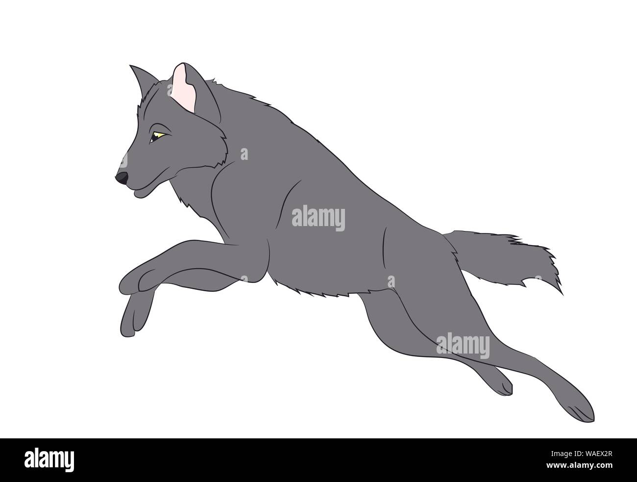 wolf runs, image color, vector, white background Stock Vector Image ...