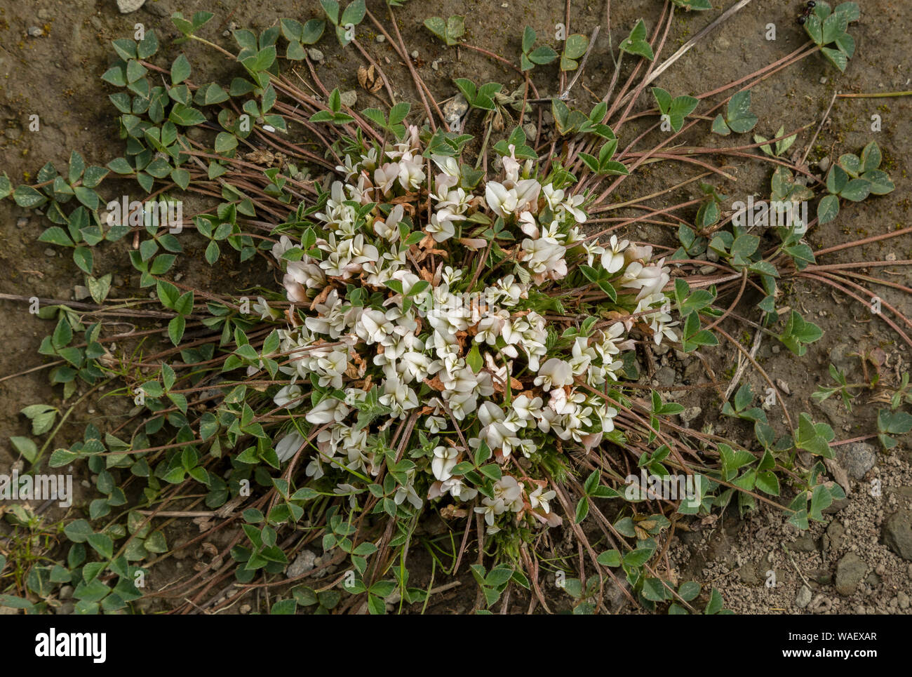 One-flowered Clover, Trifolium uniflorum in flower in Crete. Stock Photo