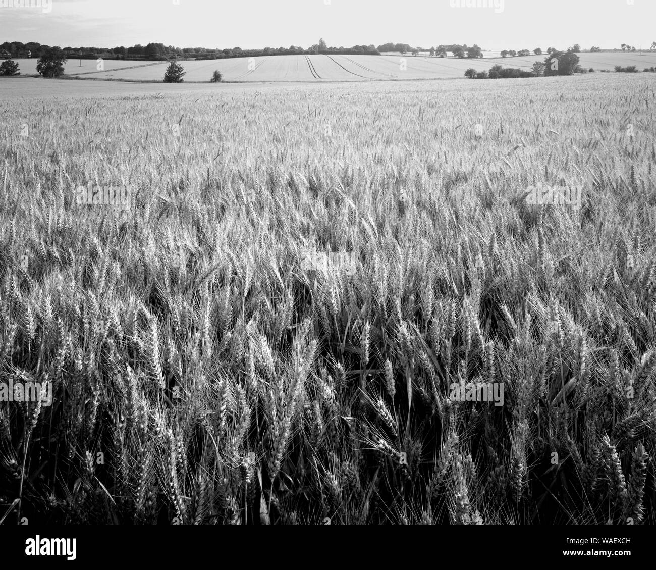 Field of ripening wheat near Bourn, Cambridgeshire, England Stock Photo