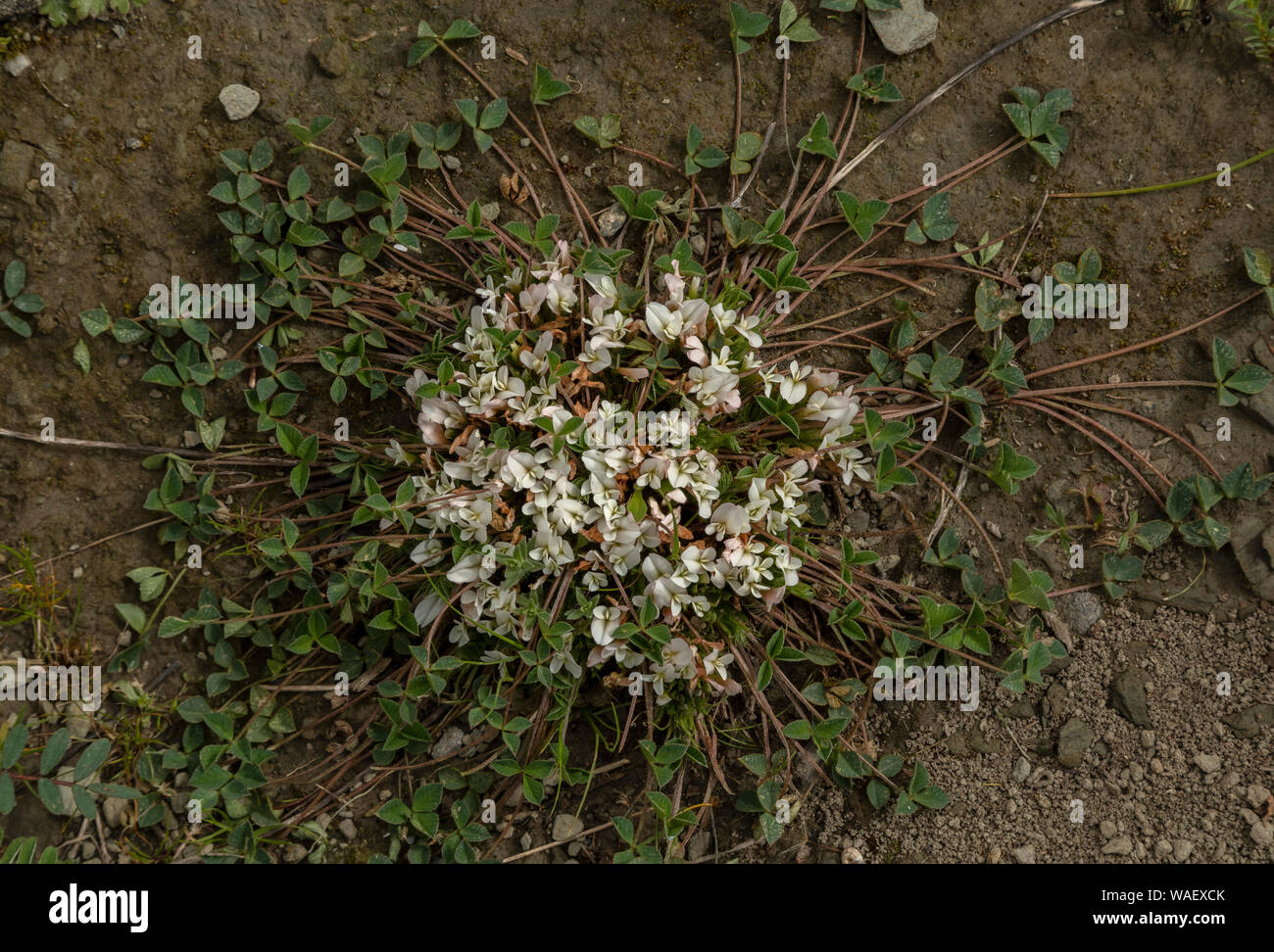 One-flowered Clover, Trifolium uniflorum in flower in Crete. Stock Photo