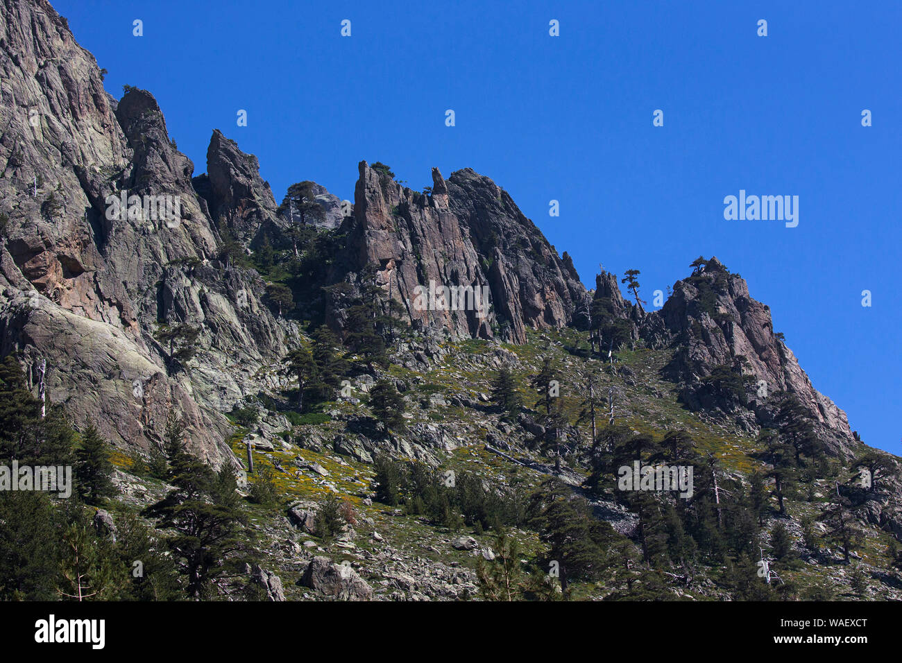 Mountain ridge and Corsican pine Pinus nigra subsp. laricio, Gorges de la Restonica, Regional Natural Park of Corsica, France July 2018 Stock Photo