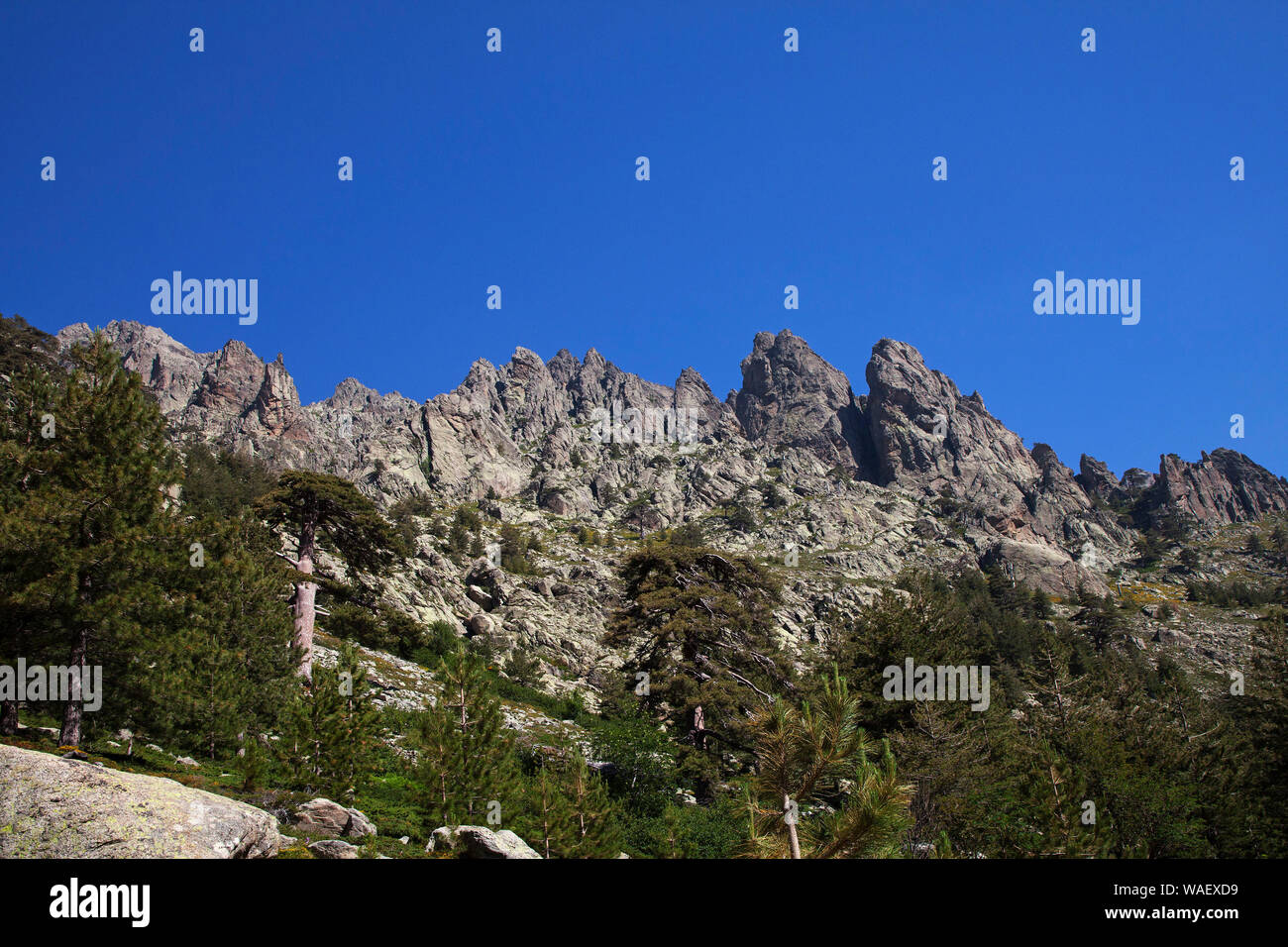 Mountain ridge and Corsican pine Pinus nigra subsp. laricio, Gorges de la Restonica, Regional Natural Park of Corsica, France July 2018 Stock Photo