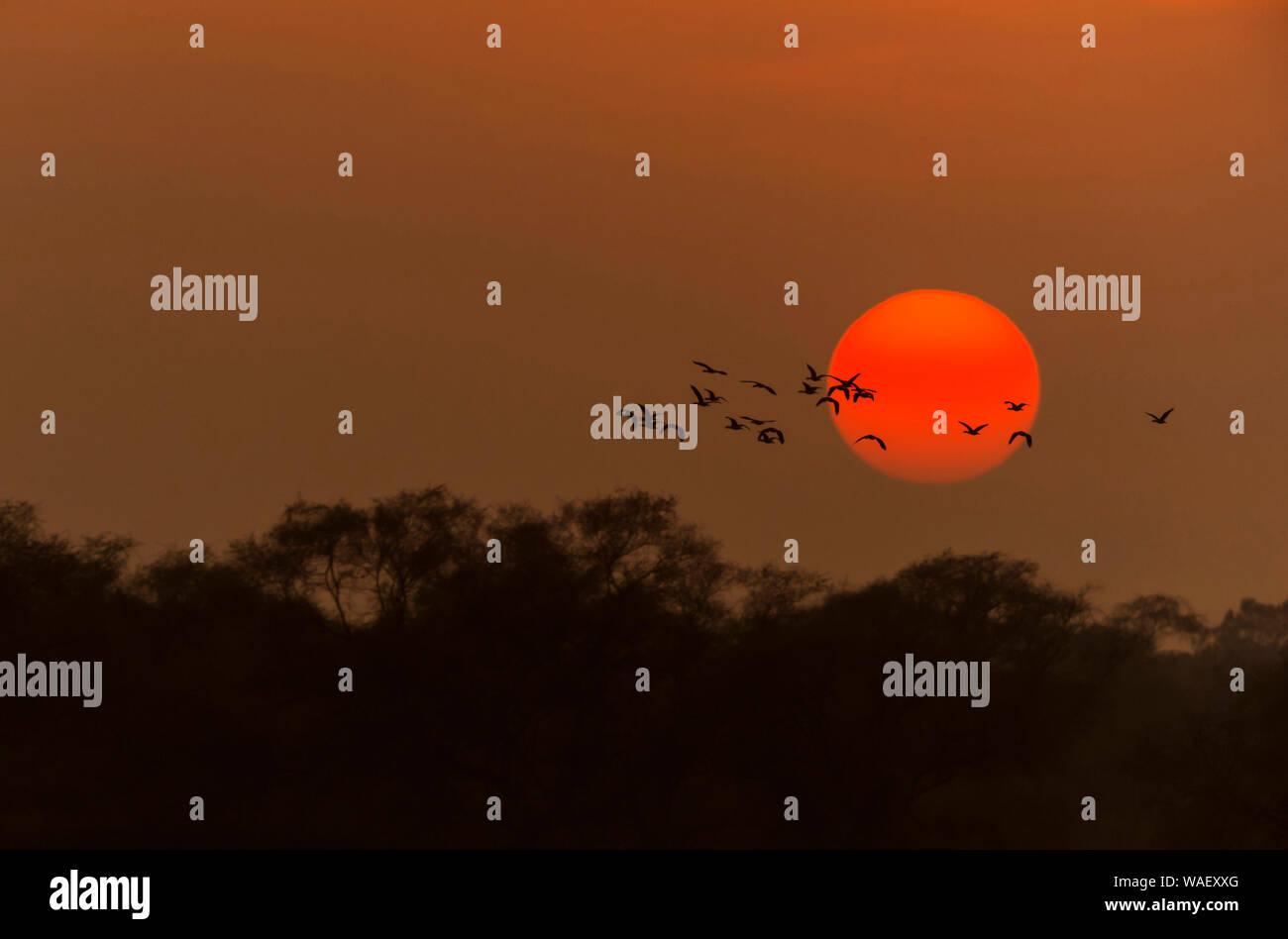 Birds of rajasthan hi-res stock photography and images - Alamy