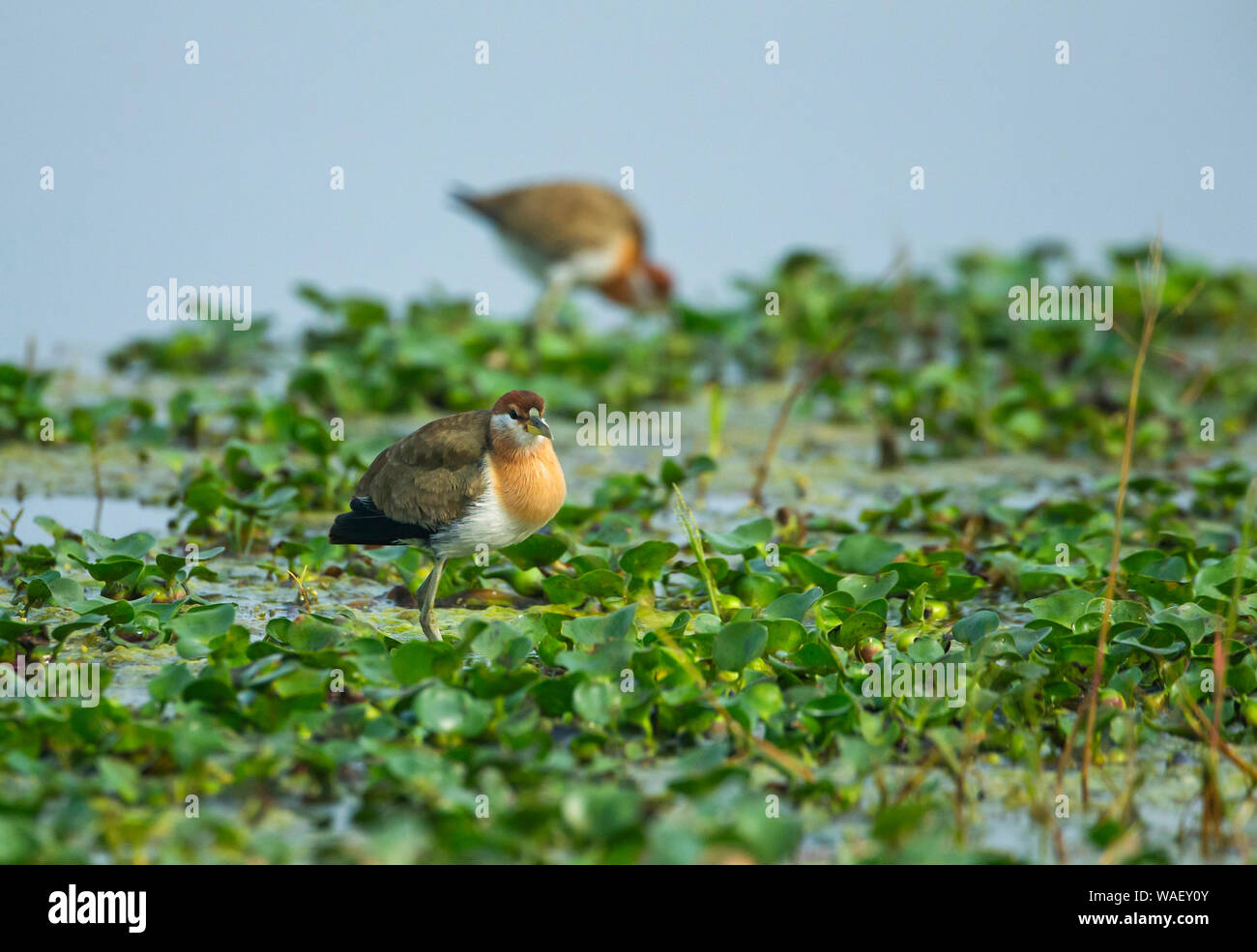 Pheasant tailed Jakana, Hydrophasianus chirurgus, Bharatpur, Rajasthan
