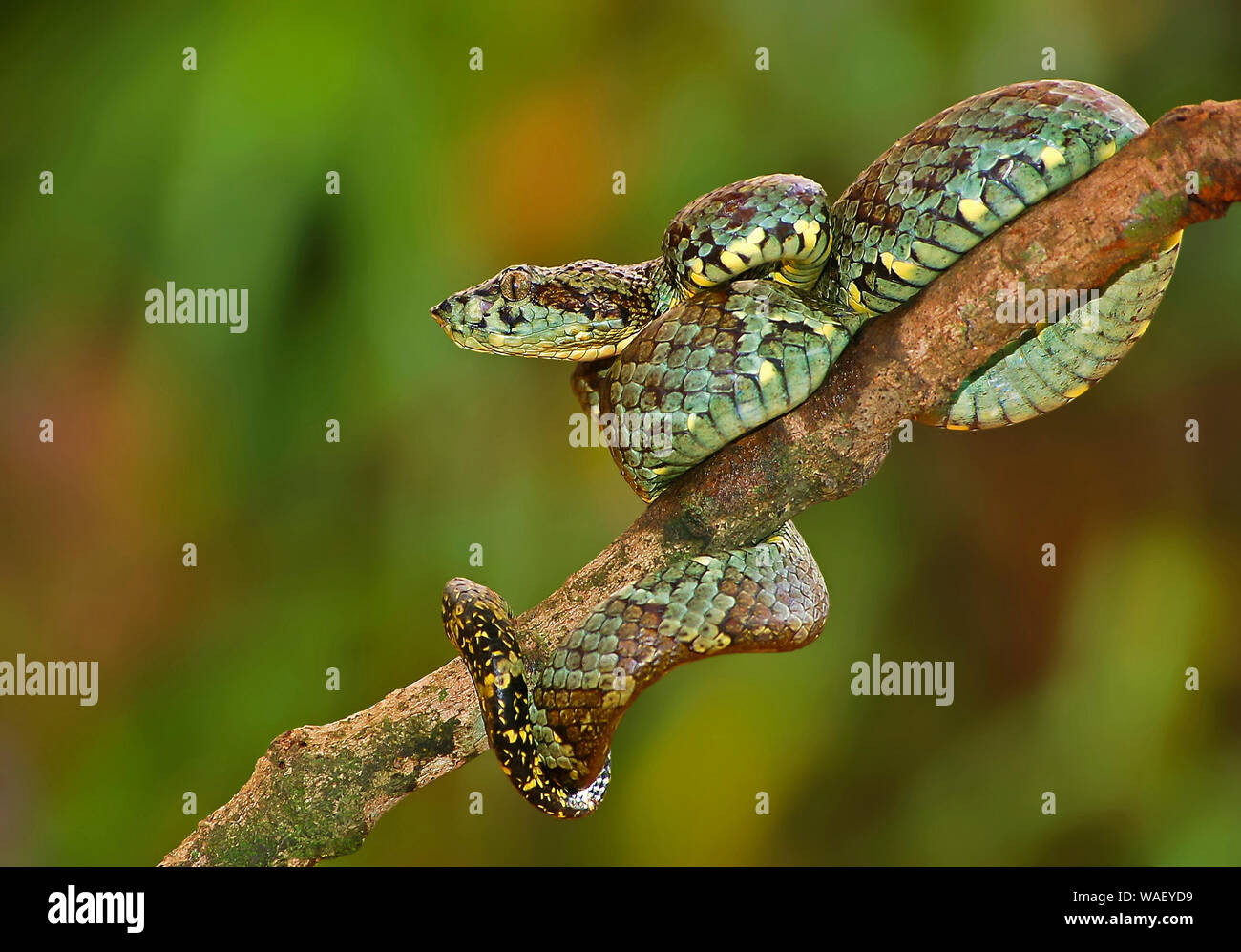 Malabar Pit Viper, Trimeresurus Malabaricus, Maharashtra, India Stock ...