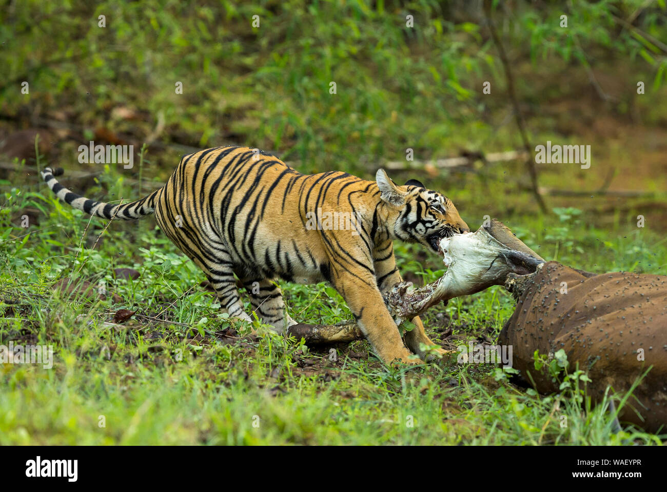 Picture Of A Tiger Eating Meat At Linda Fujiwara Blog