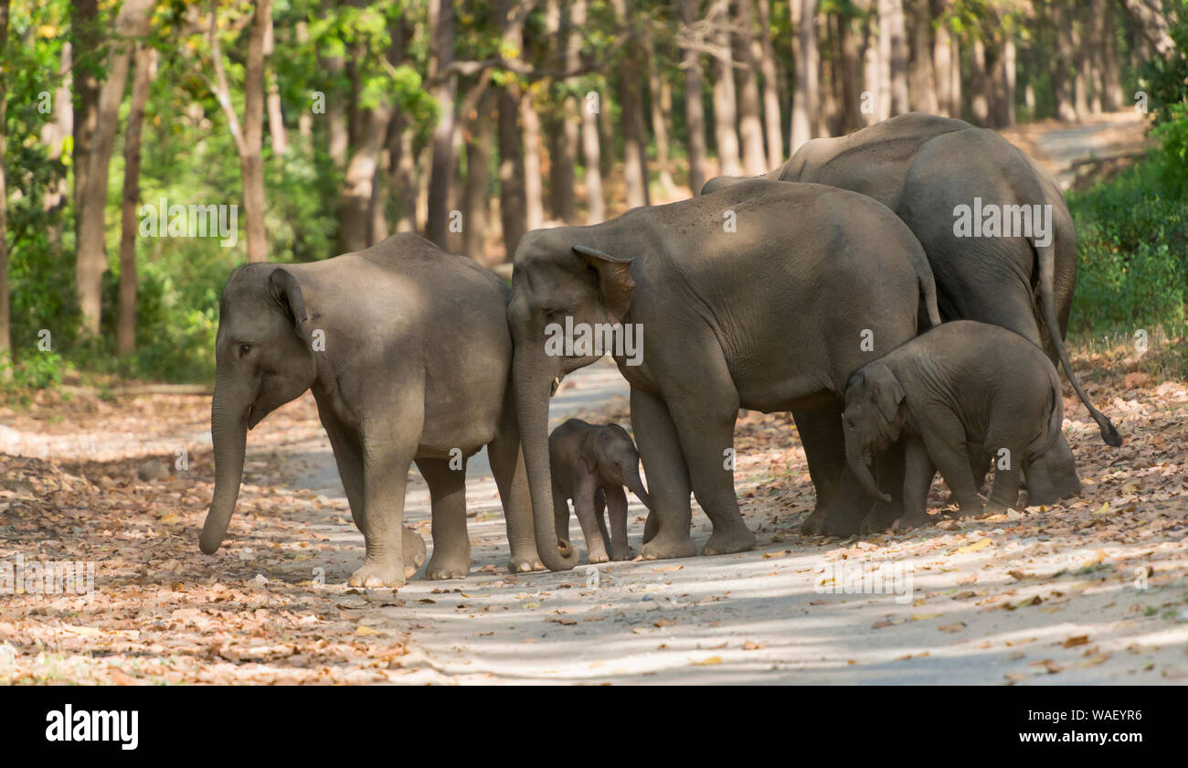 Elephant herd crossing the main road, Dhikala, Jim Corbett National Park, Nainital?, Uttarakhand, India. Stock Photo