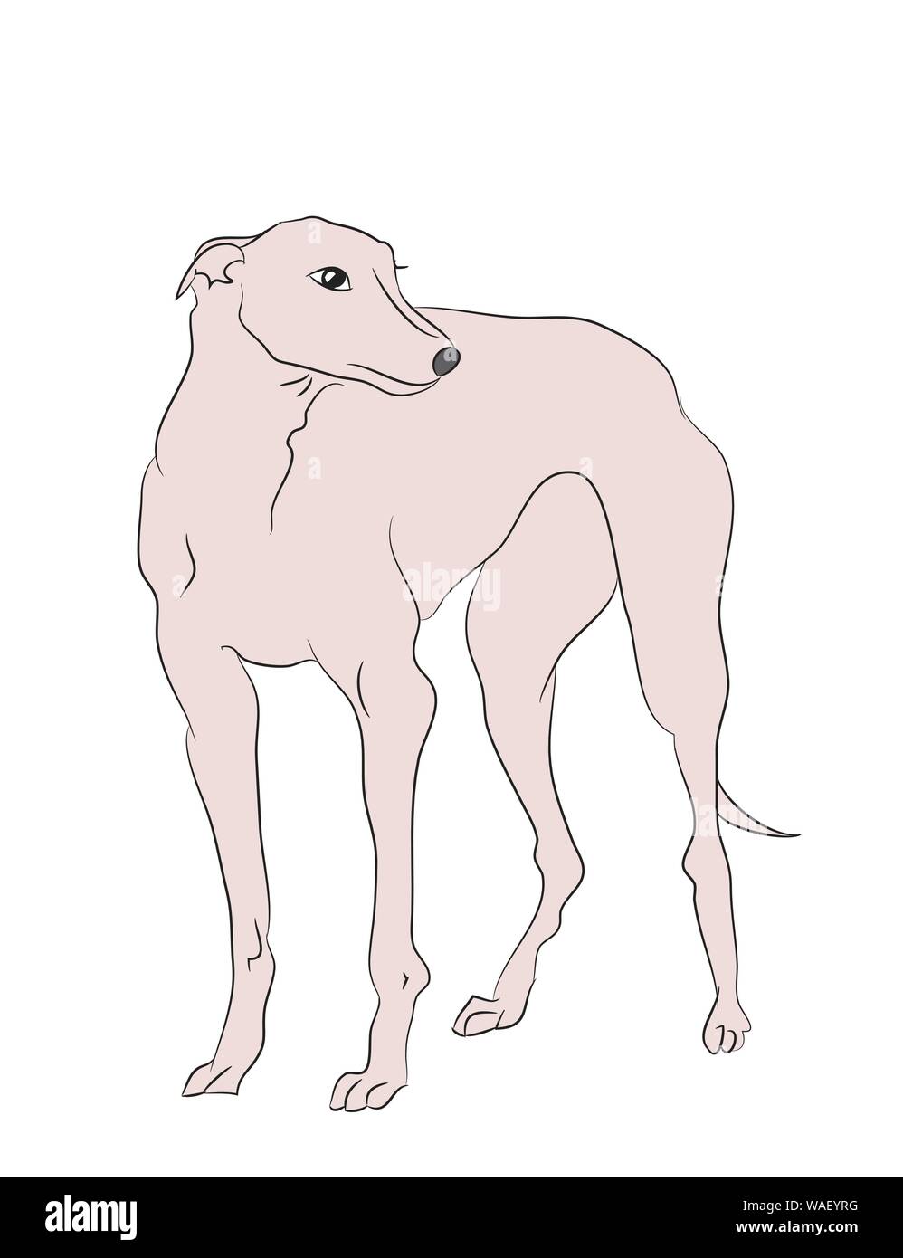 dog is a brown vector, White background Stock Vector Image & Art - Alamy