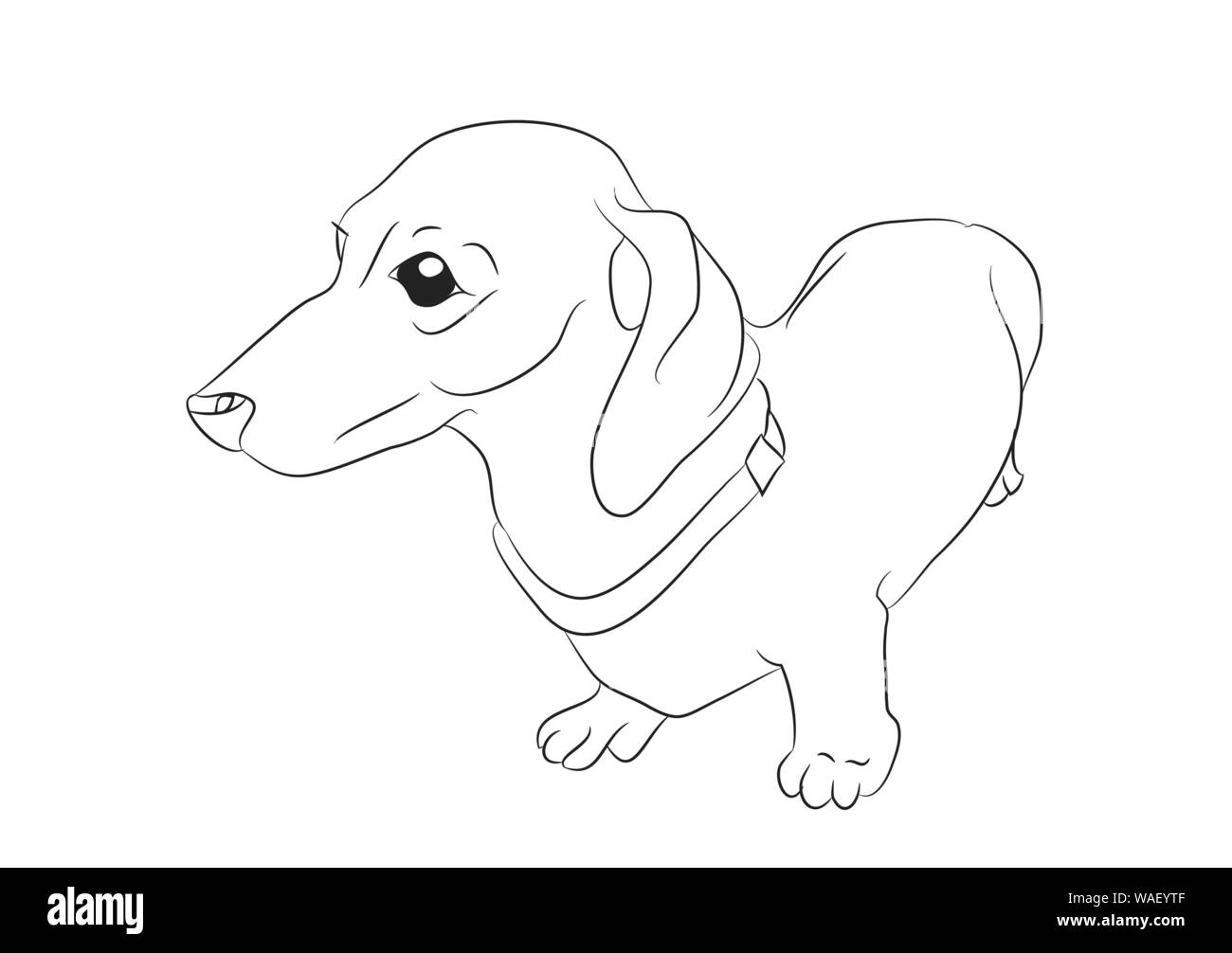 Vector illustration of a cartoon dachshund that stands drawing with lines,  white background Stock Vector Image & Art - Alamy