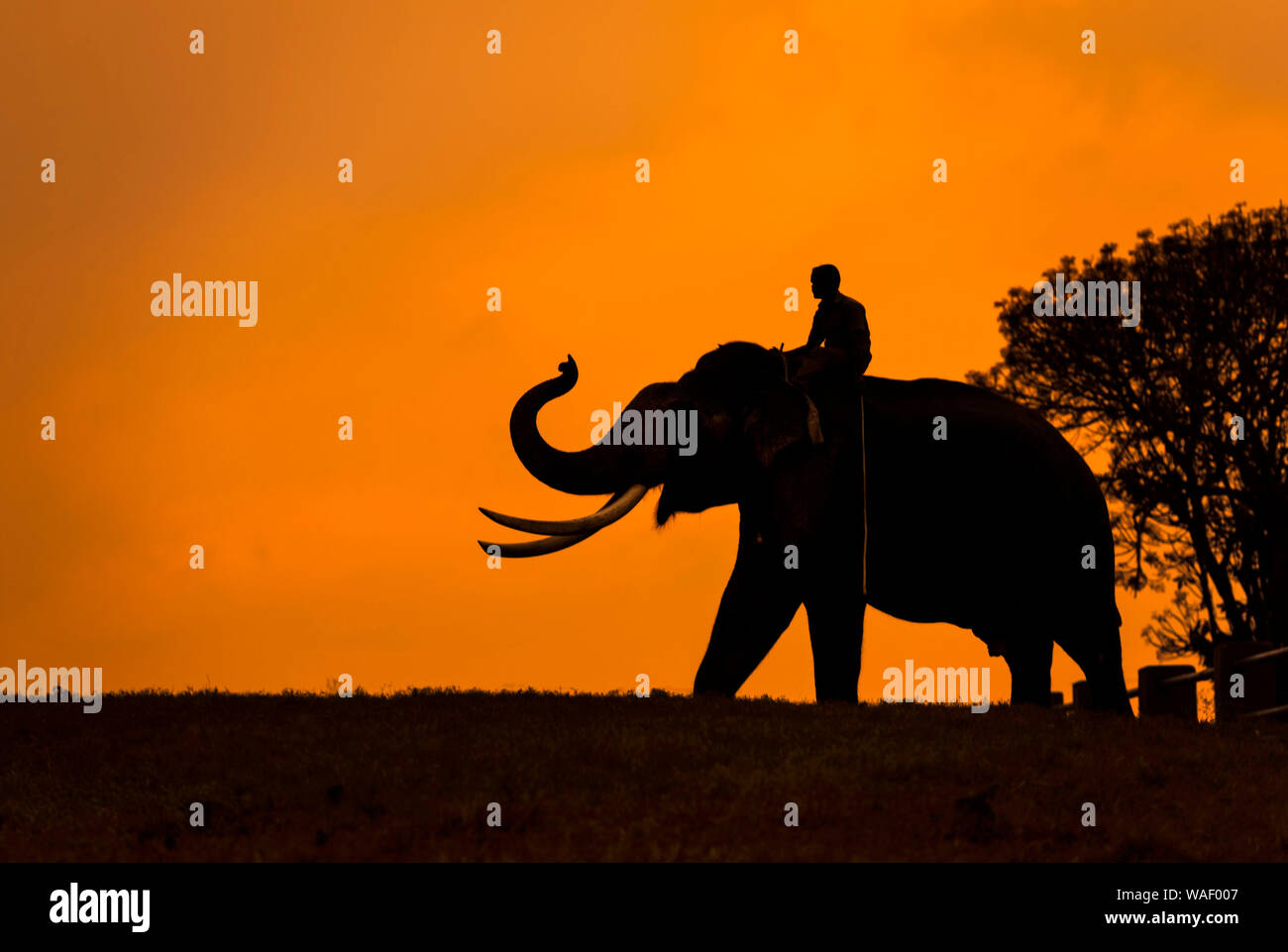 Elephant silhoutte at Mudumalai in Tamilnadu, India Stock Photo