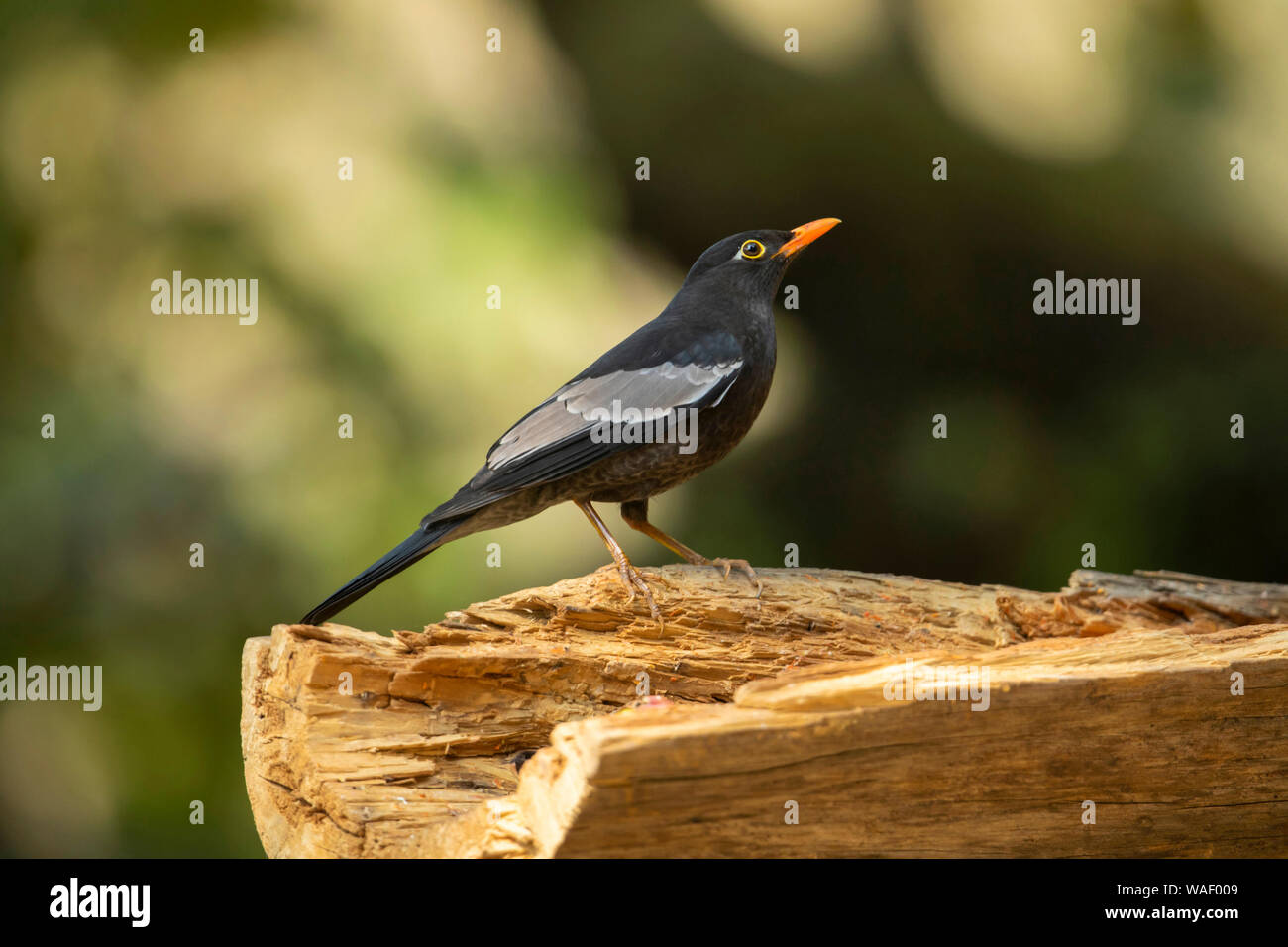 Grey-winged blackbird, Turdus boulboul at Sattal in India Stock Photo