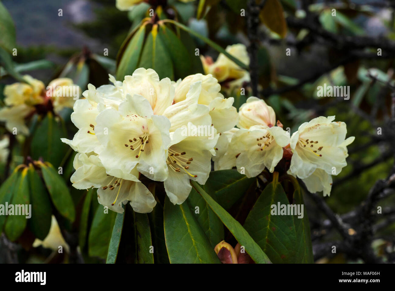 Yellow Rhododendron, Rhododendron luteum in Sikkim, India Stock Photo