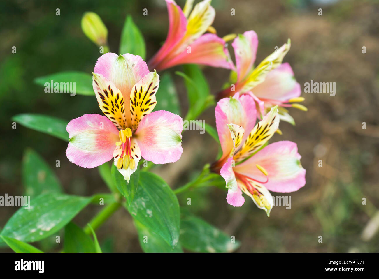 Colourful flowers at Gangtok in Sikkim, India Stock Photo