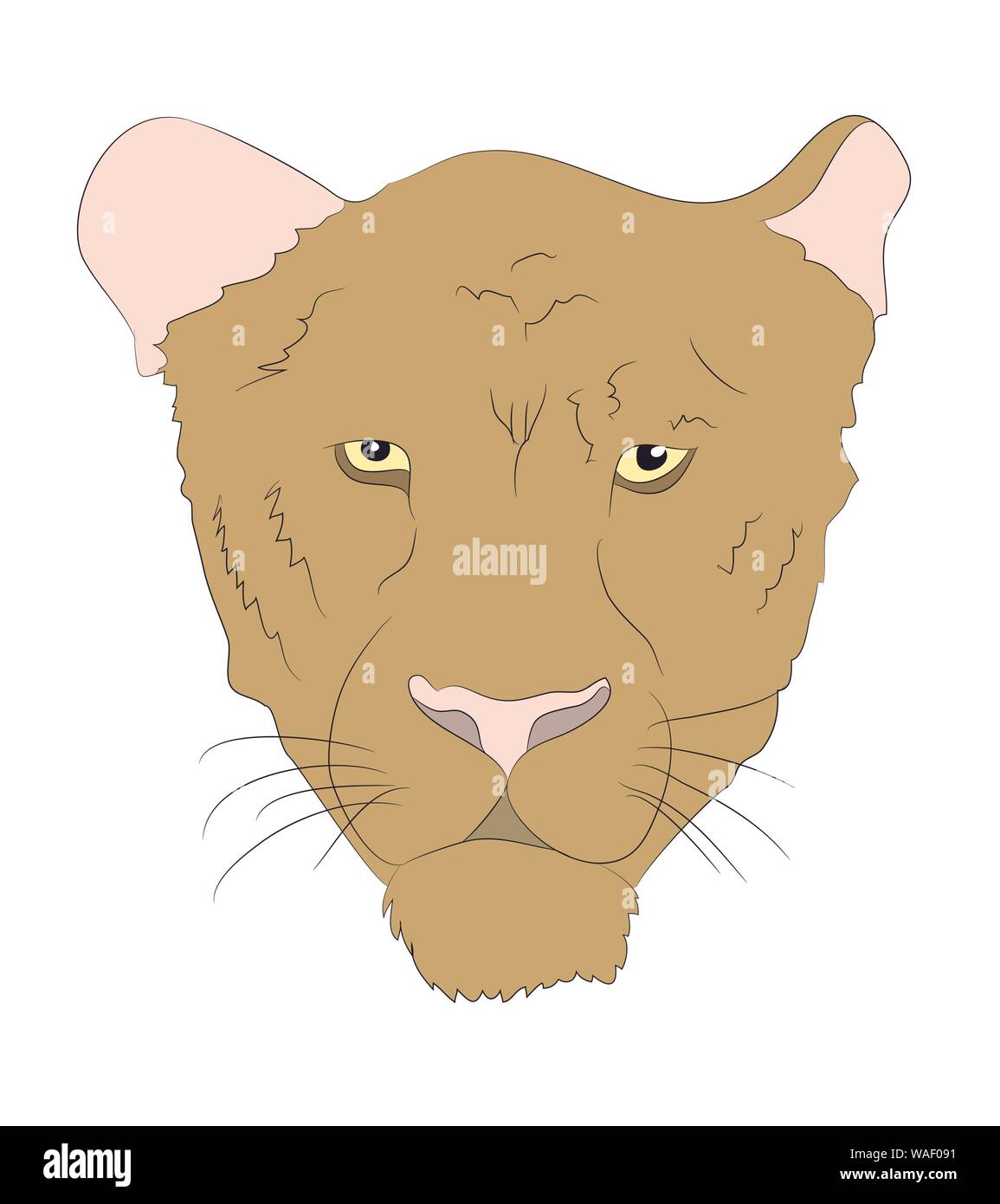 portrait of a cougar, vector, white background Stock Vector