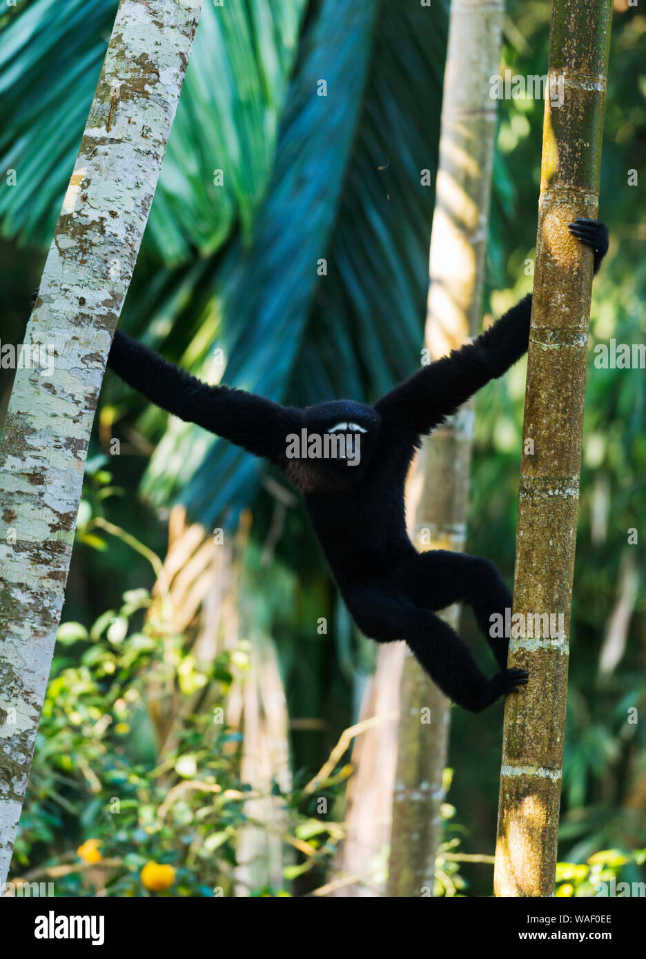Male Hoolock Gibbon at Tinsukia in Assam, India Stock Photo