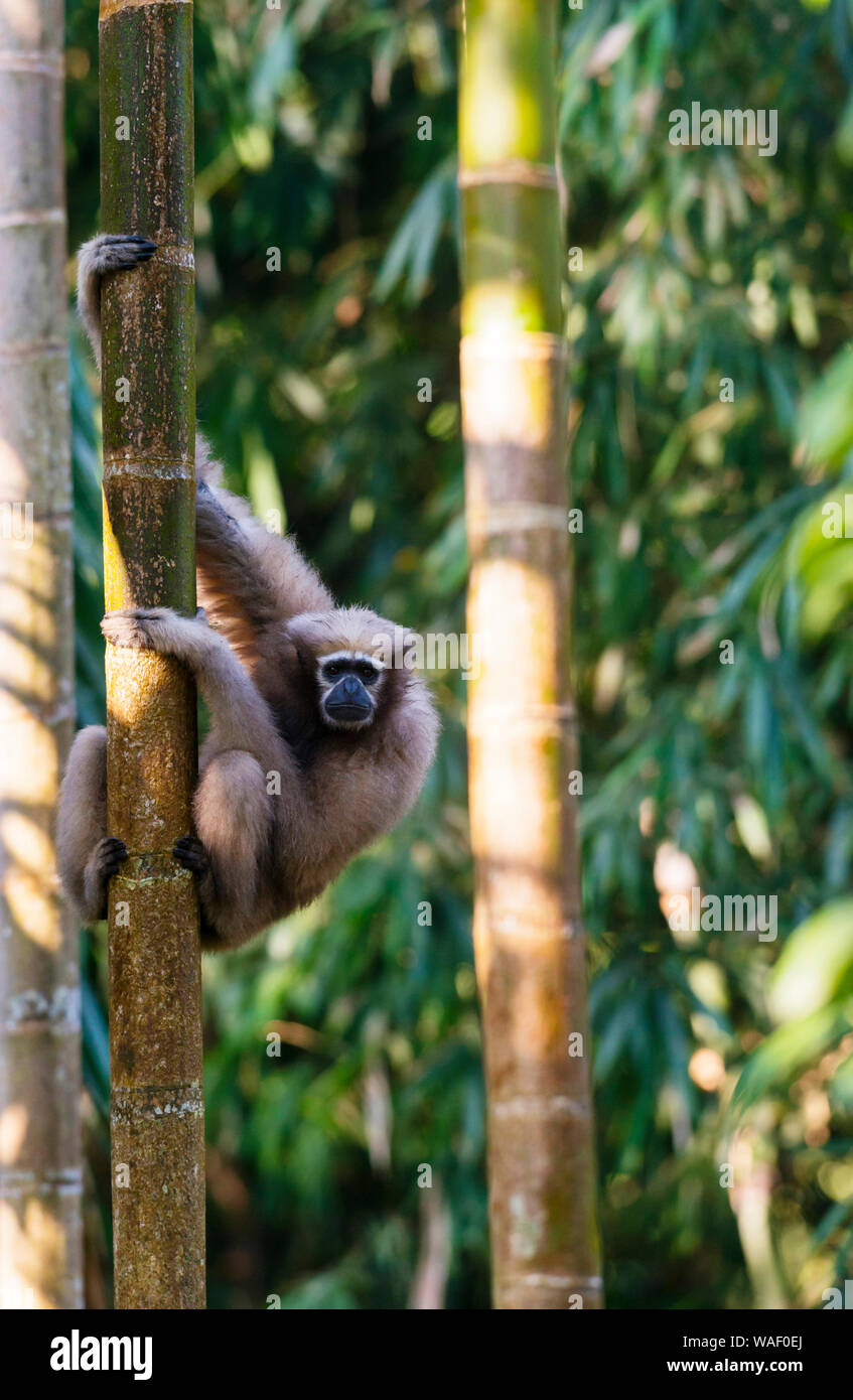 Female Hoolock Gibbon at Tinsukia in Assam, India Stock Photo