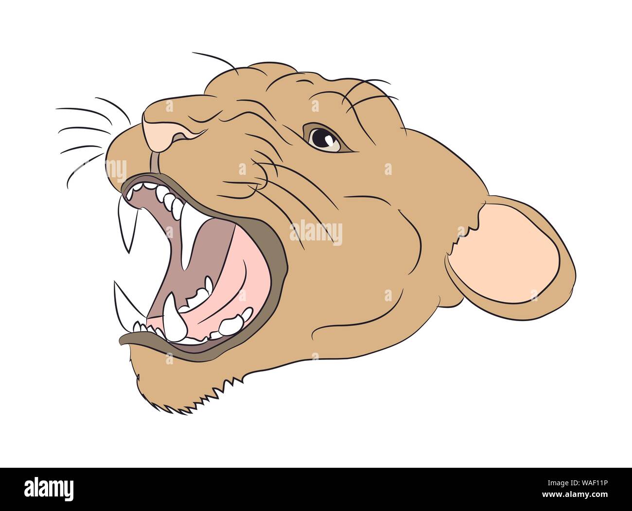 portrait of a cougar, vector, white background Stock Vector