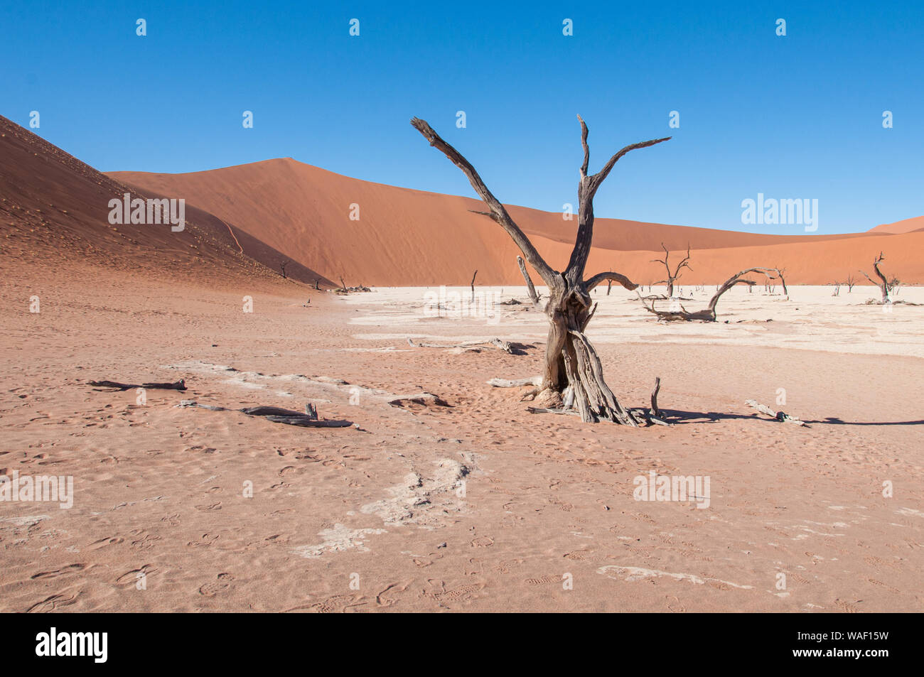 Deadvlei in Namibia with 900 year old camel thorn trees on the pan Stock Photo