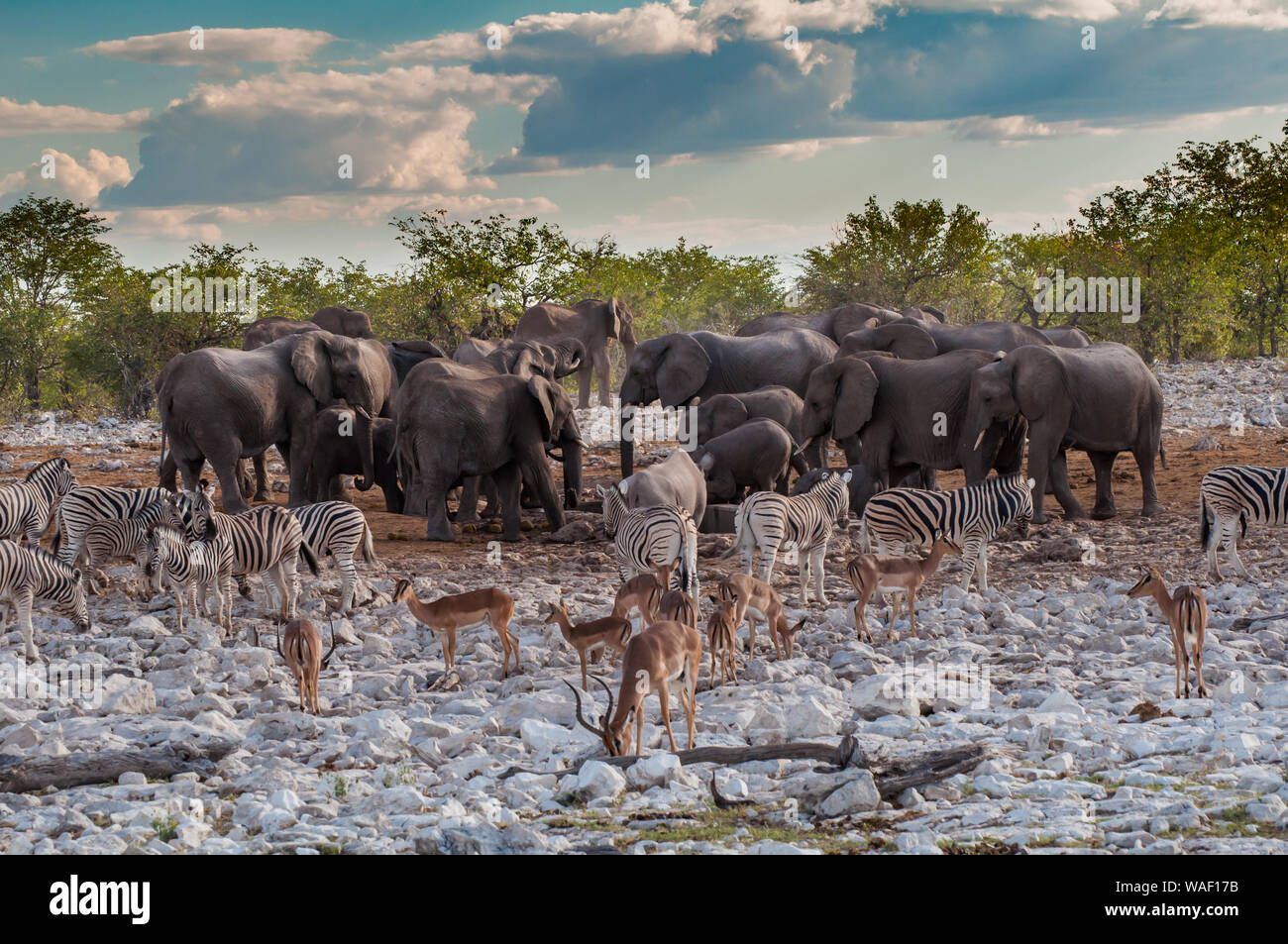 Animals collect at a watering hole in late evening near Namutoni Stock Photo