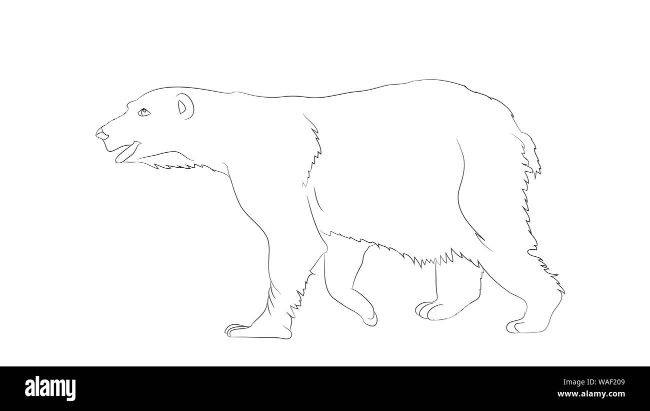 vector illustration of a bear that stands drawing with lines, vector, white background Stock Vector