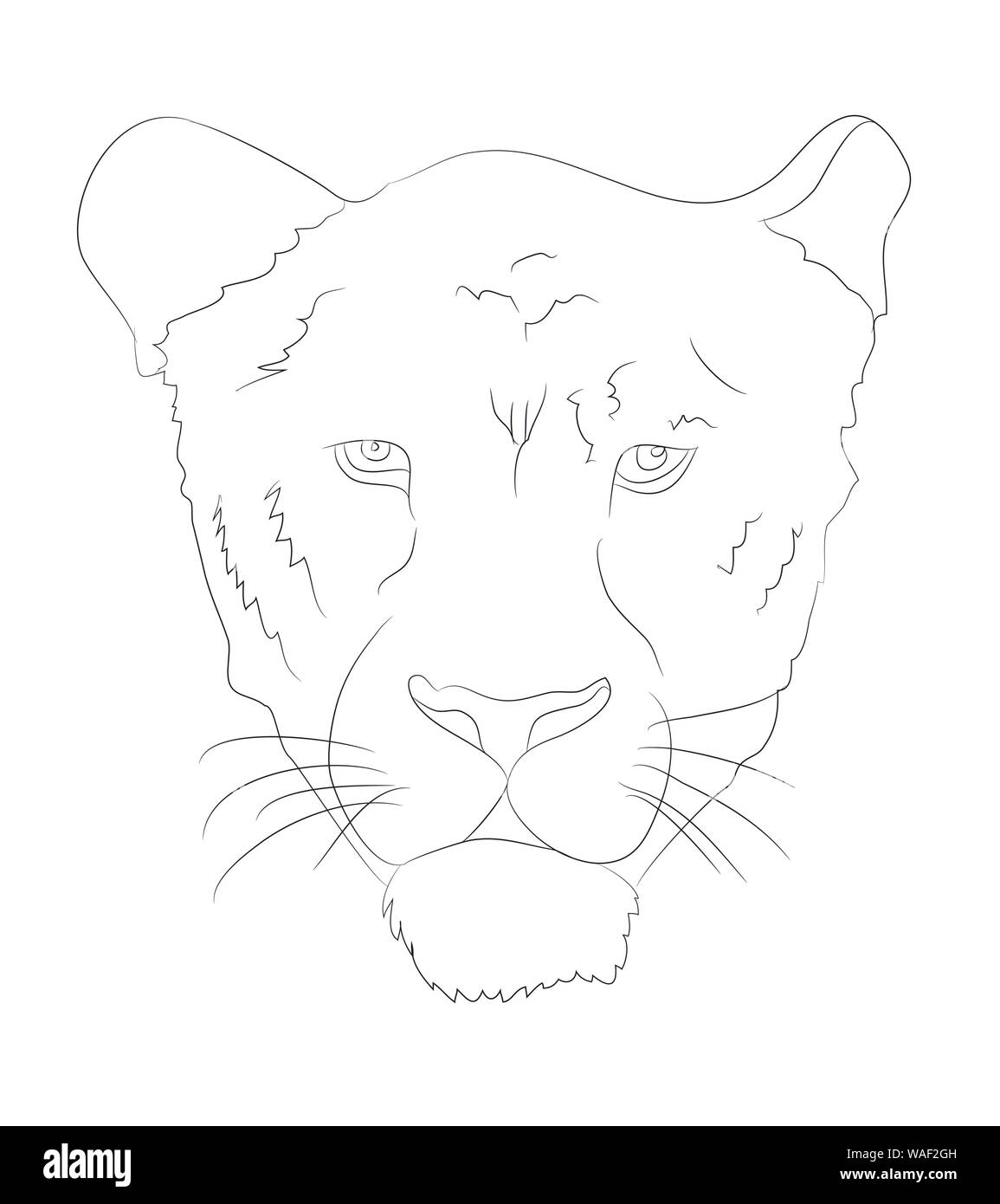 portrait of a cougar drawing lines, vector, white background Stock Vector