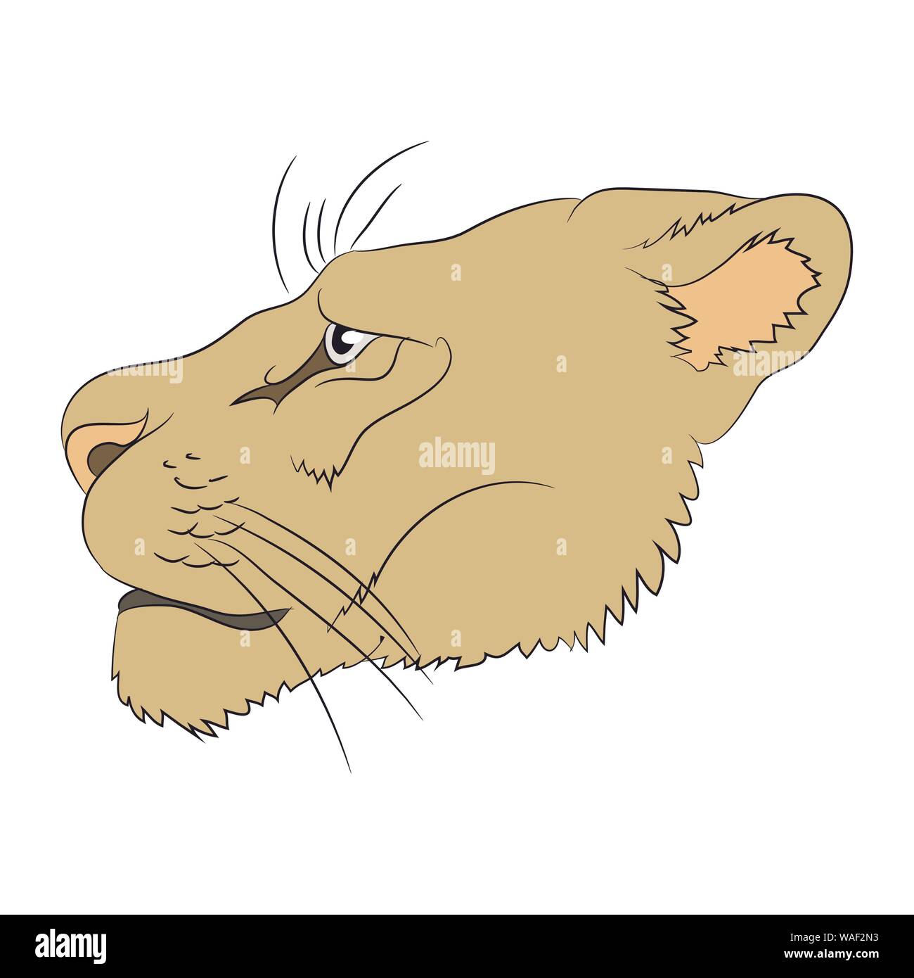 portrait of a cougar, vector, white background Stock Vector