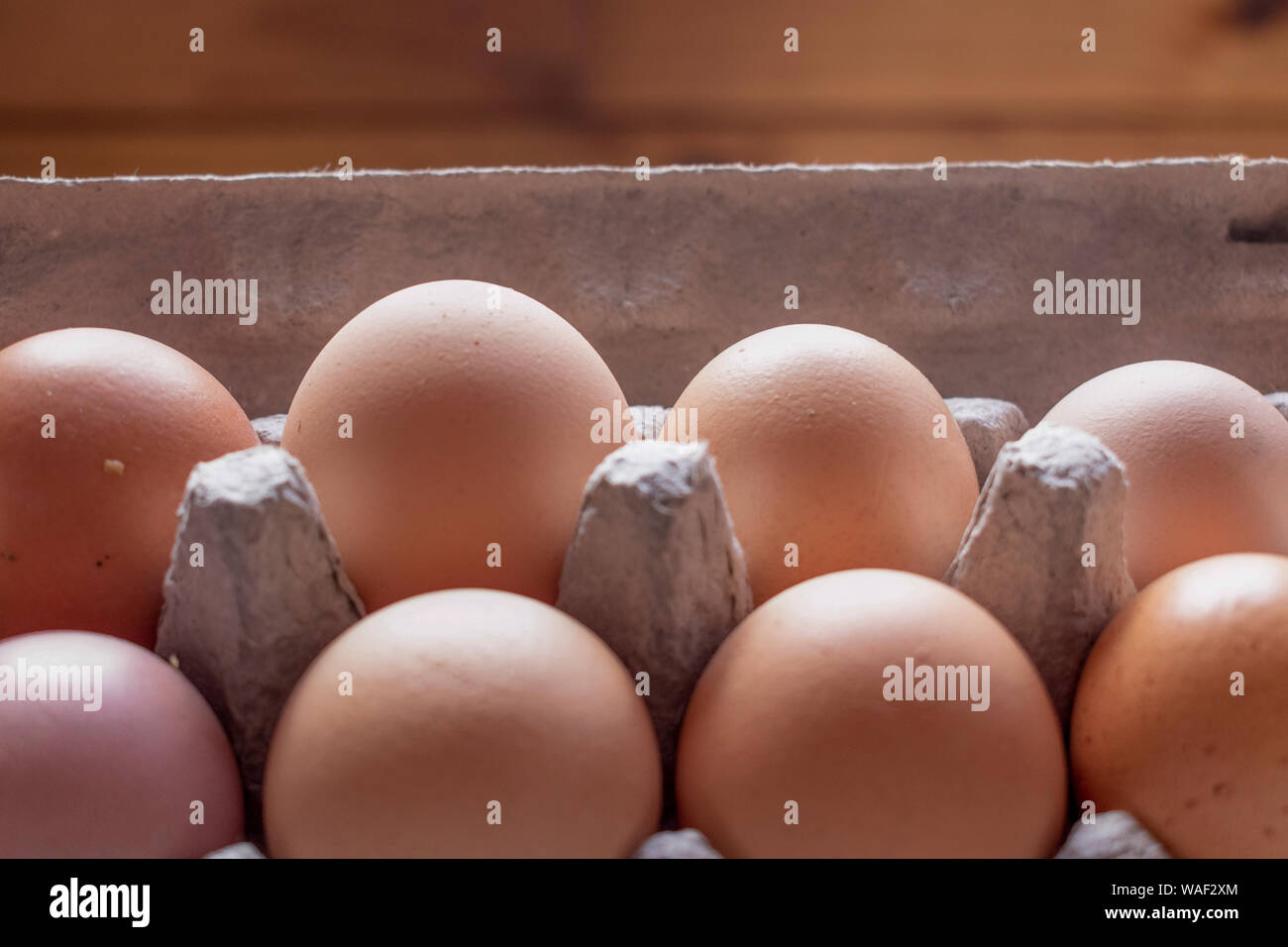 Fresh raw eggs lined up in a row in a cardboard egg carton Stock Photo