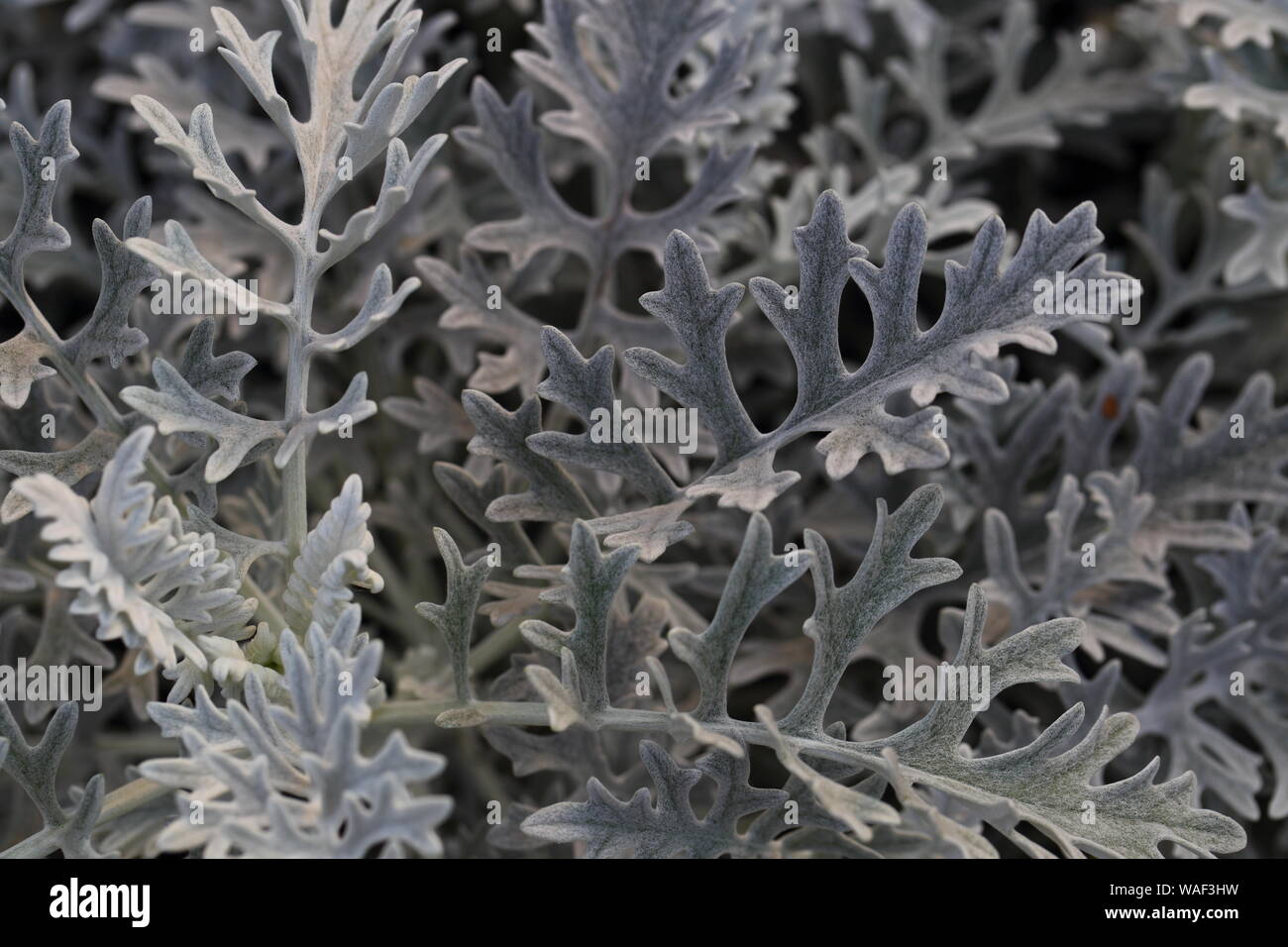 Detail of Cineraria maritima silver dust white leaf. beautiful background Stock Photo