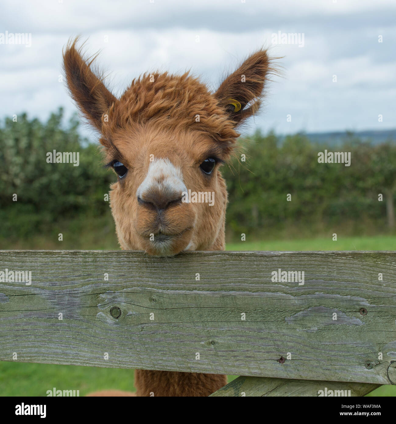 Alpaca Stock Photo