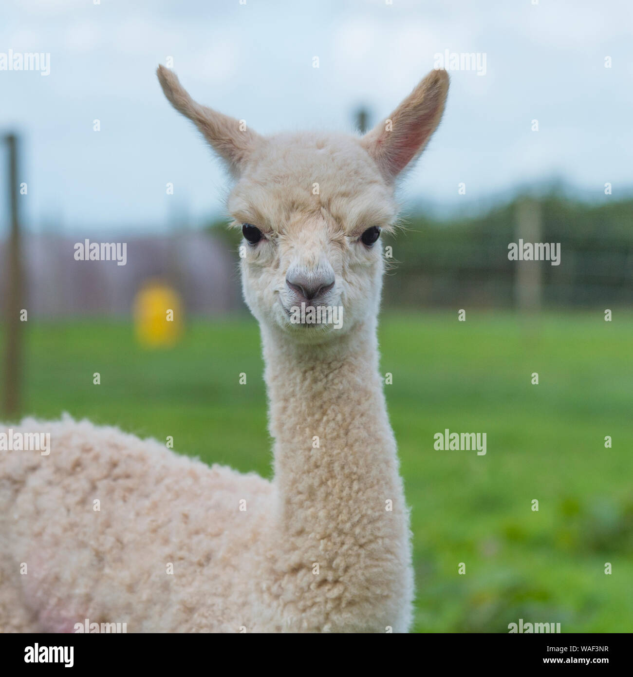 Alpaca head shot hires stock photography and images Alamy