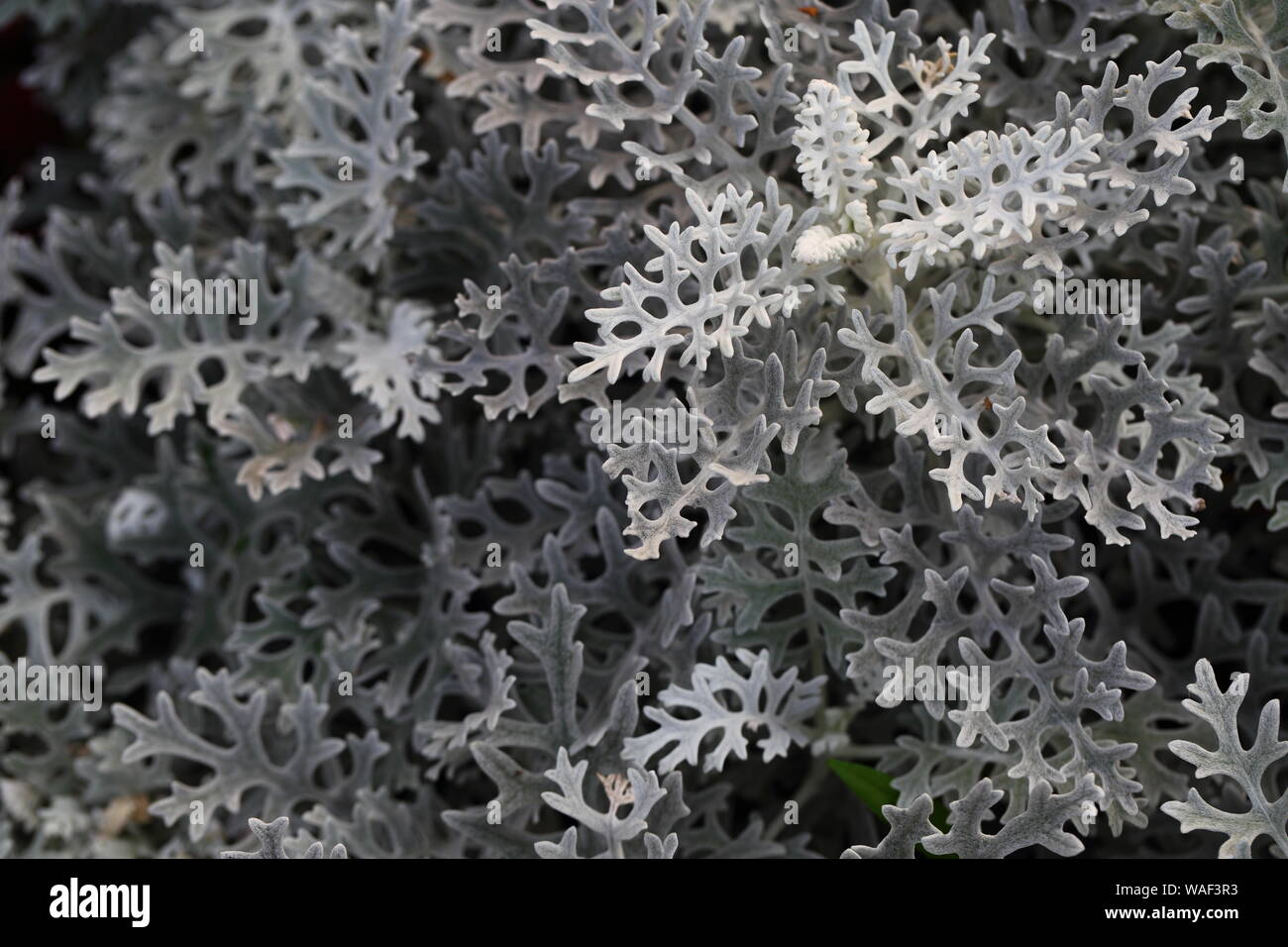Detail of Cineraria maritima silver dust white leaf. beautiful background Stock Photo