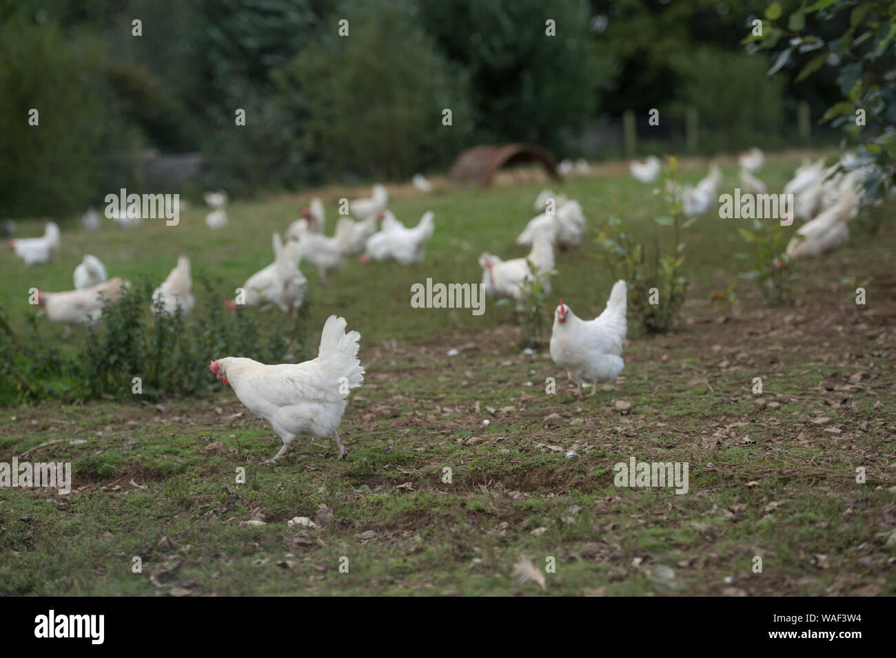 free range chickens Stock Photo