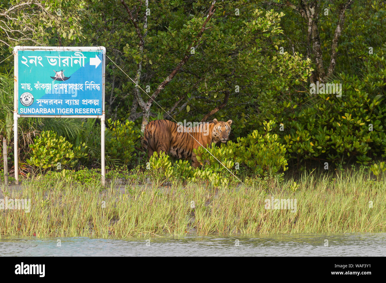 adult-male-tiger-standing-near-signboard-which-mentions-some-of-the