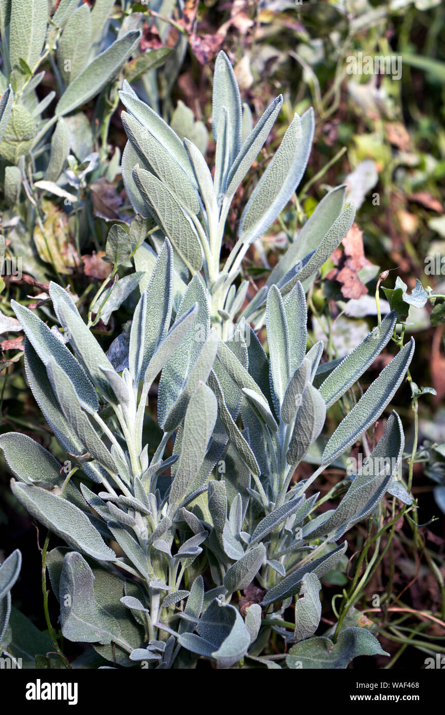 Pale green sage plant leaves in the garden Stock Photo Alamy