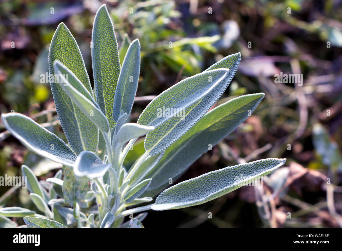 Sage green color hires stock photography and images Alamy